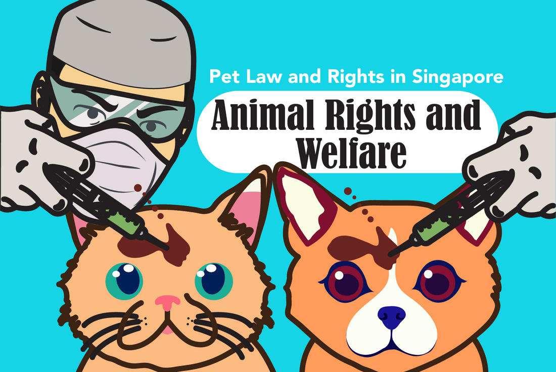 Animal Rights and Welfare