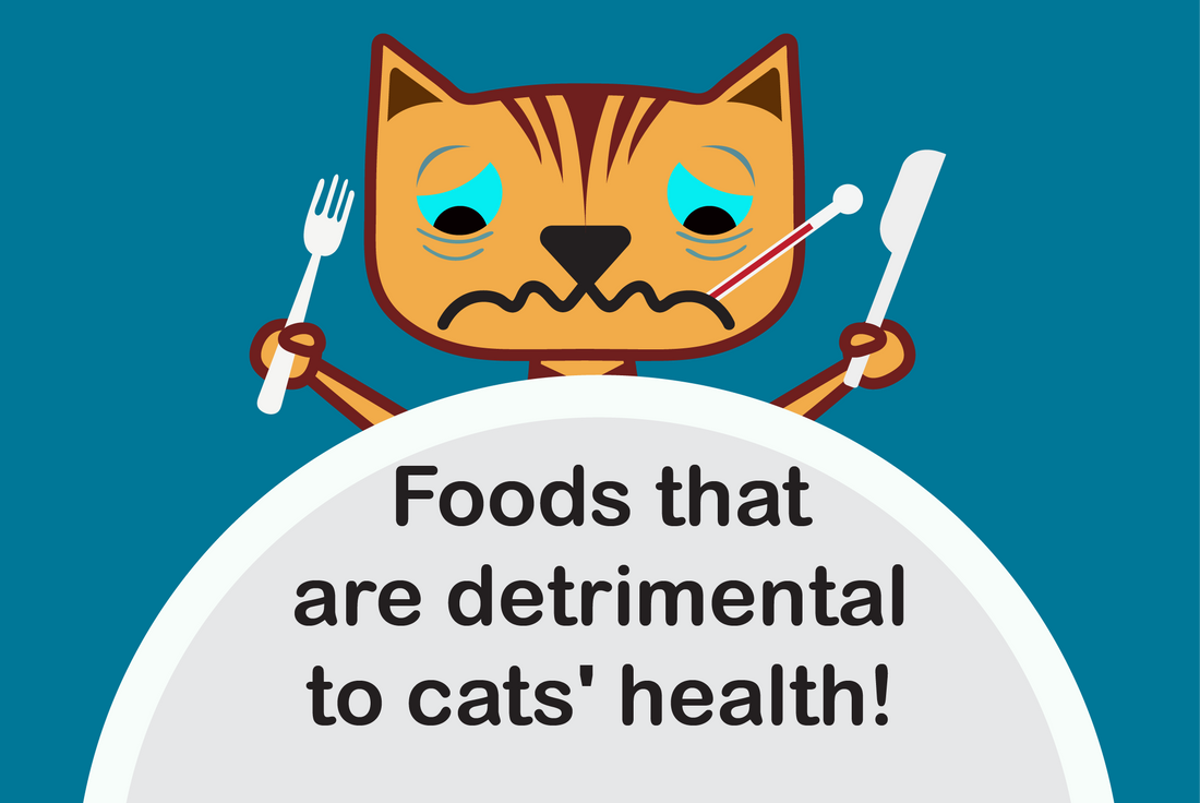 Foods that are detrimental to cats' health!
