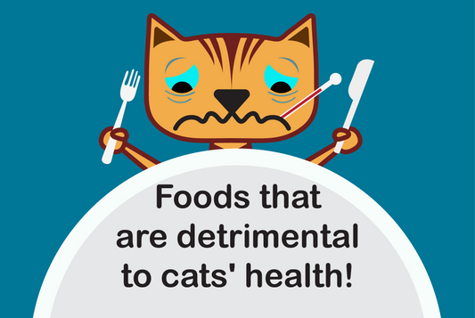 Foods that are detrimental to cats' health!