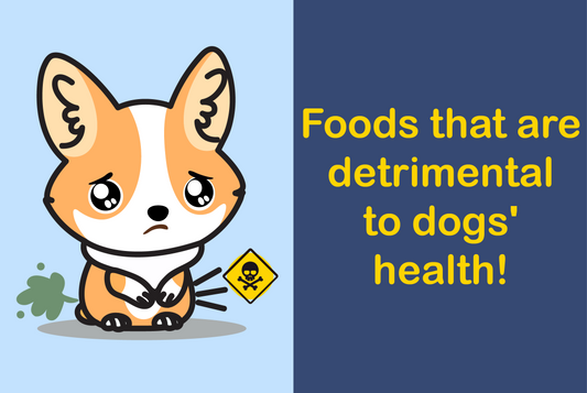Foods that are detrimental to dogs' health!