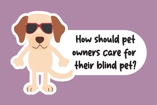How should pet owners care for their blind pet?