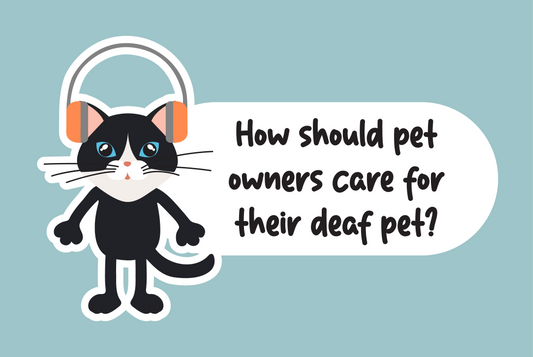 How should pet owners care for their deaf pet?