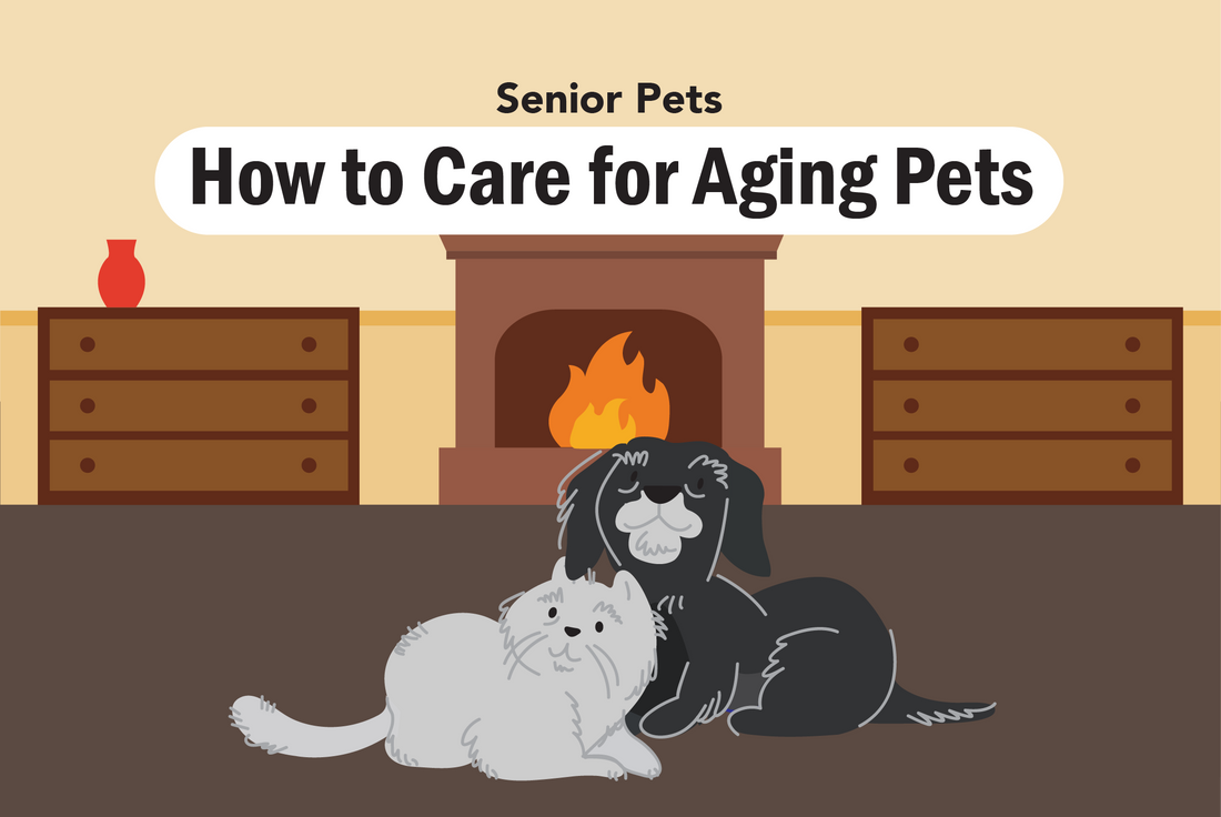 How to Care for Aging Pets