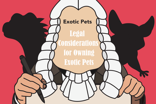 Legal Considerations for Owning Exotic Pets