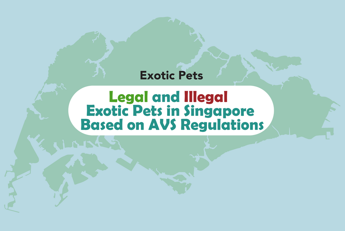 Legal and Illegal Exotic Pets in Singapore Based on AVS Regulations