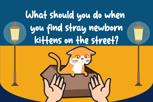 What should you do when you find stray newborn kittens on the street?