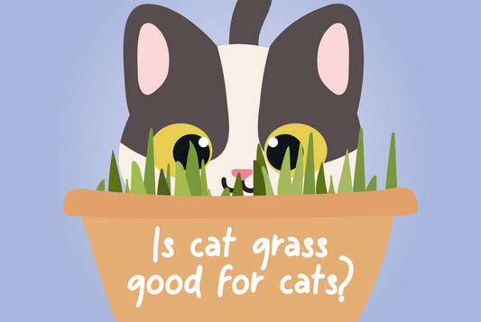 Is cat grass good for cats?