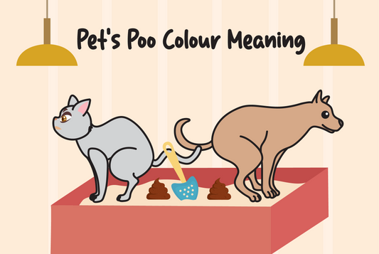 Pet's poo colour meaning