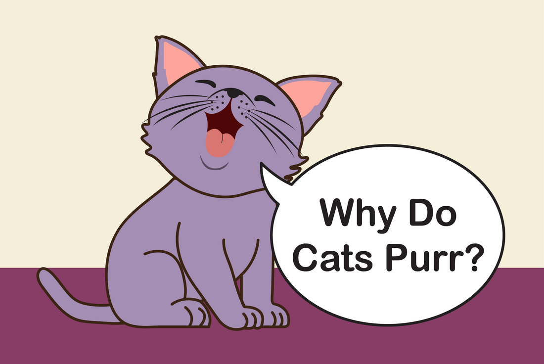 Why do cats purr?