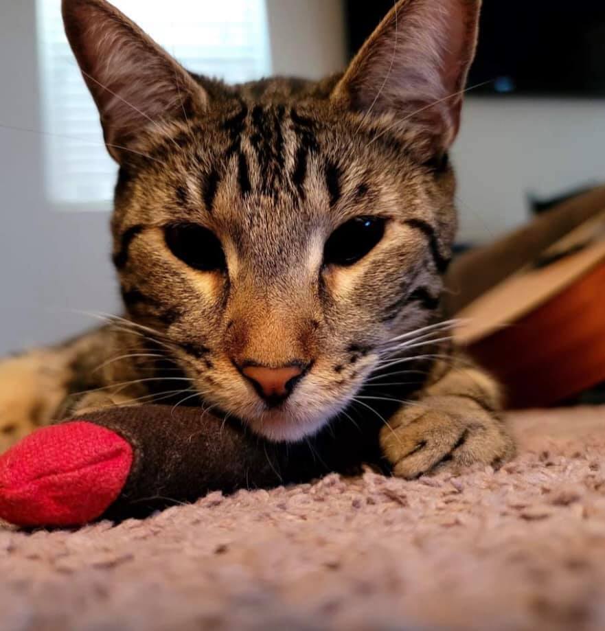 Meowijuana Catnip Cigar